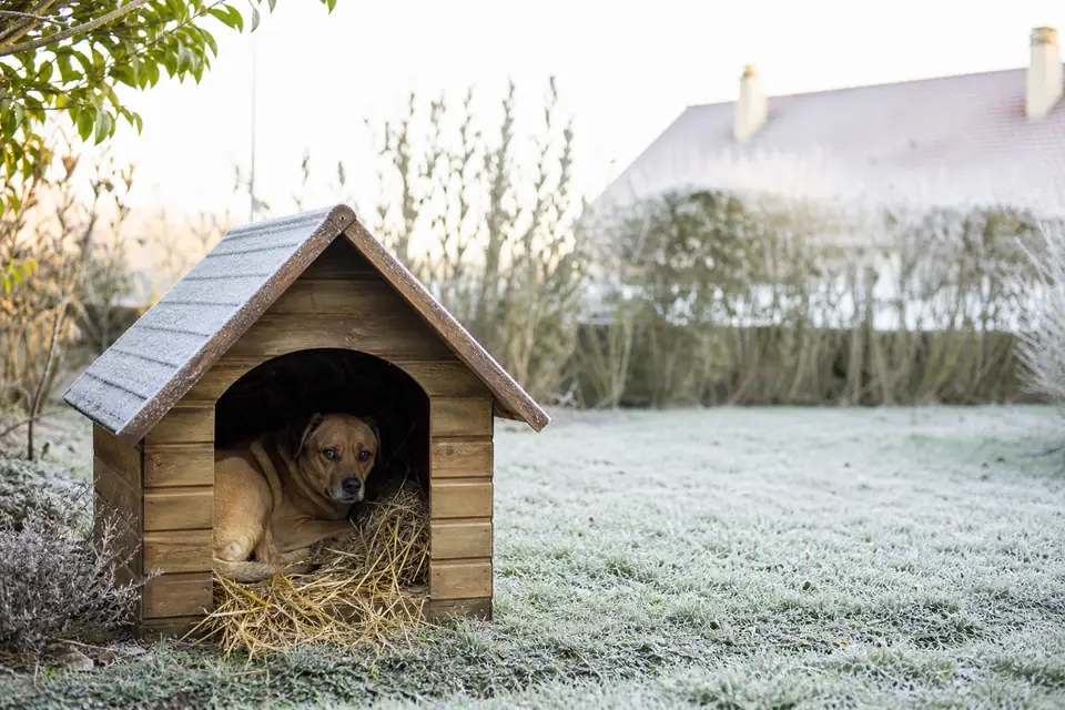Chien à poil court blotti dans une niche en bois posée dans un jardin recouvert de givre