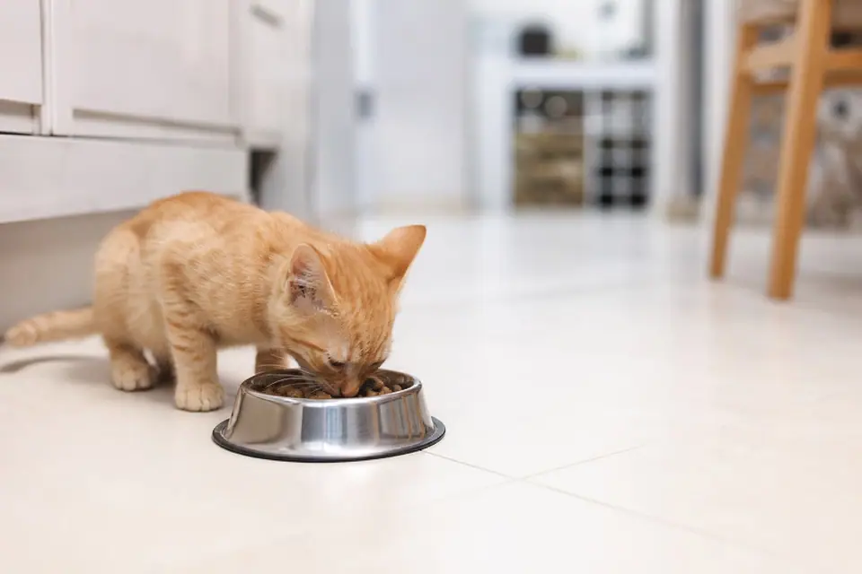 Chaton roux mangeant des croquettes dans une gamelle en inox posée au sol