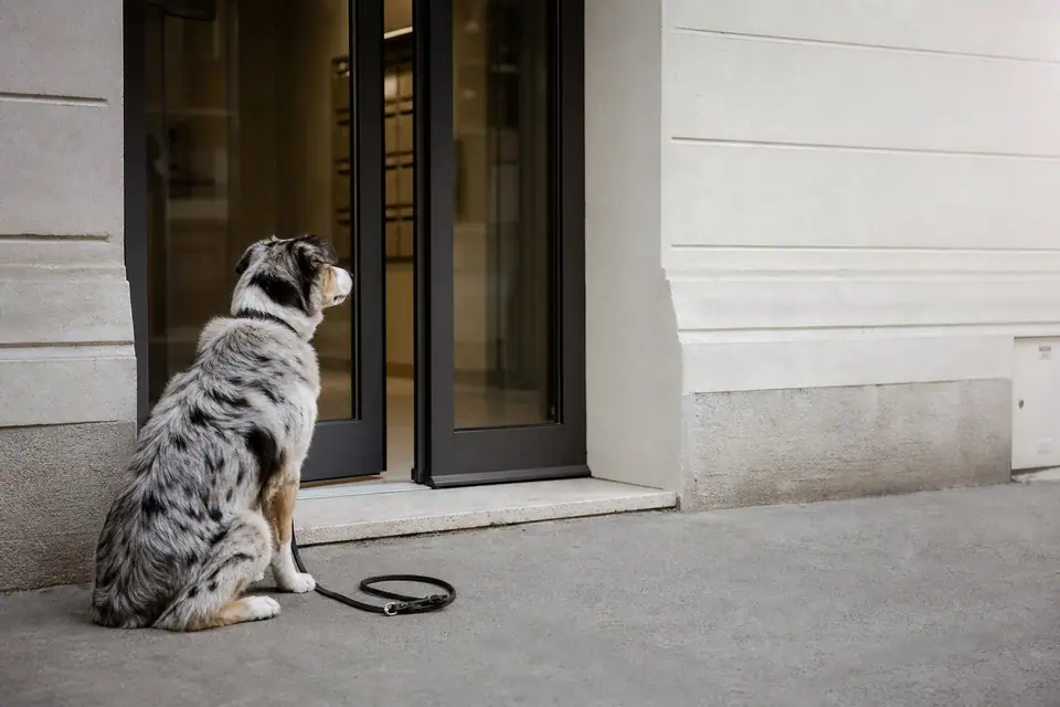 Chien adulte assis devant une porte d’entrée vitrée, laisse posée au sol à côté de lui