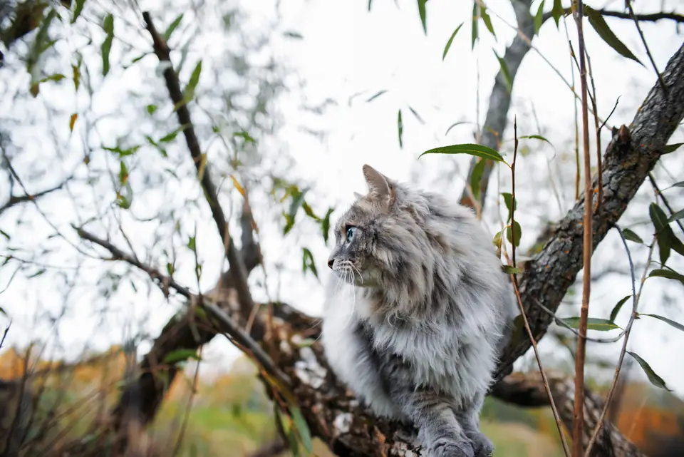 Maine Coon adulte assis près d’un carnet de santé et de documents d’assurance