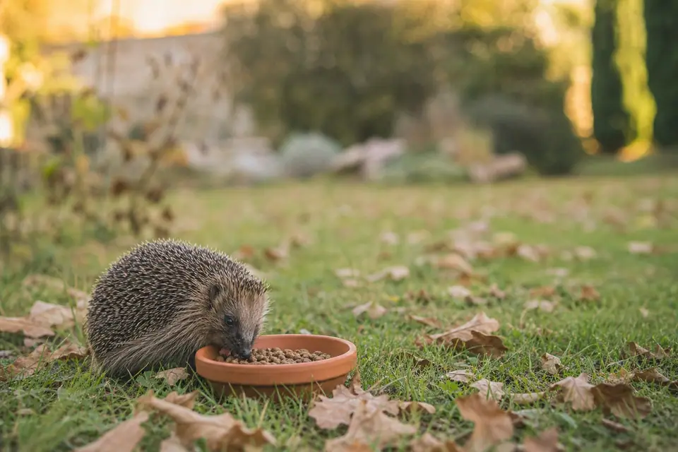 Hérisson en train de manger des croquettes dans une coupelle posée sur une pelouse enneigée