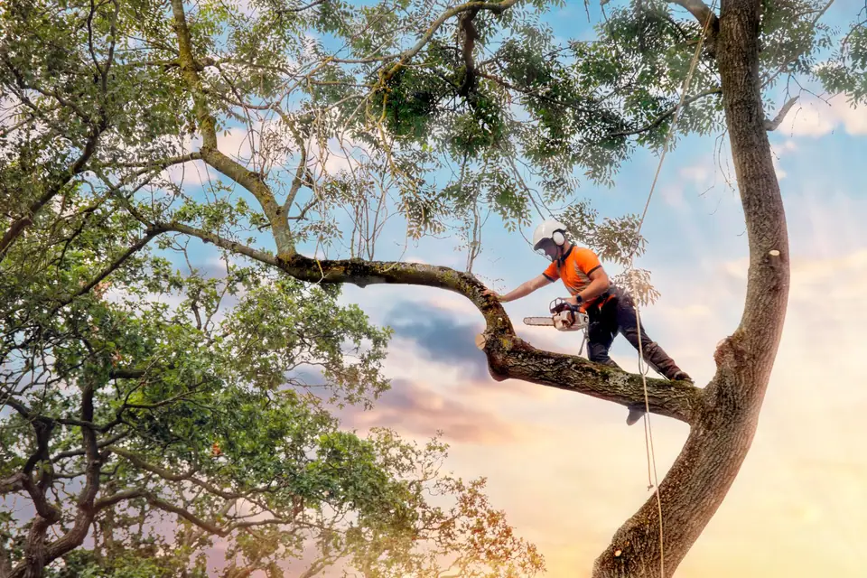 Élagueur équipé d’un casque et d’un harnais taillant les branches d’un grand arbre