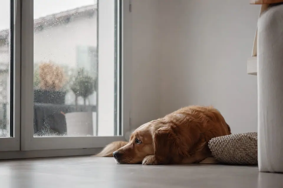 Chien couché au sol, oreilles basses, regardant vers une fenêtre par temps orageux