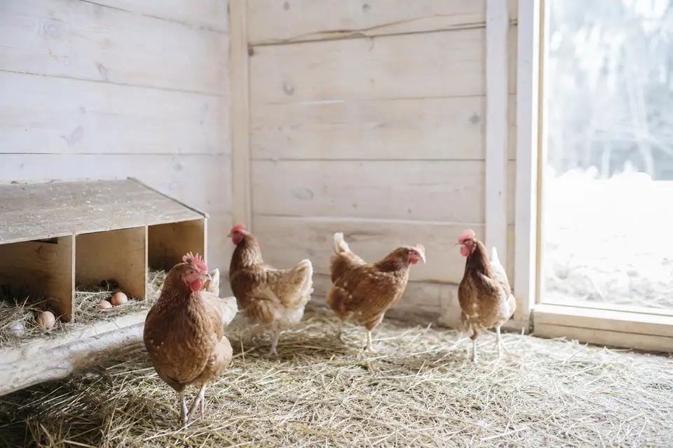 Poules pondeuses dans un poulailler en bois, lumière hivernale douce en arrière-plan