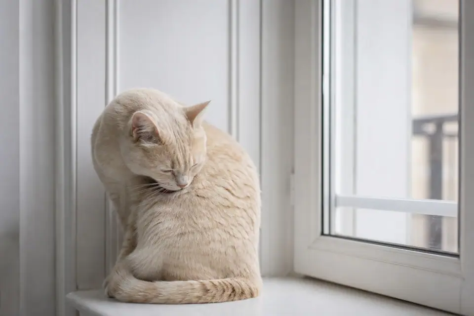 Chat domestique se léchant le flanc, assis sur un plaid clair près d’une fenêtre