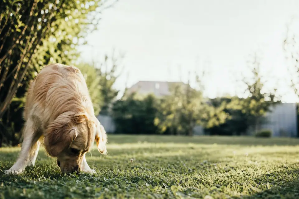 Chien broutant de l’herbe dans un jardin, museau proche du sol, lumière de fin de journée
