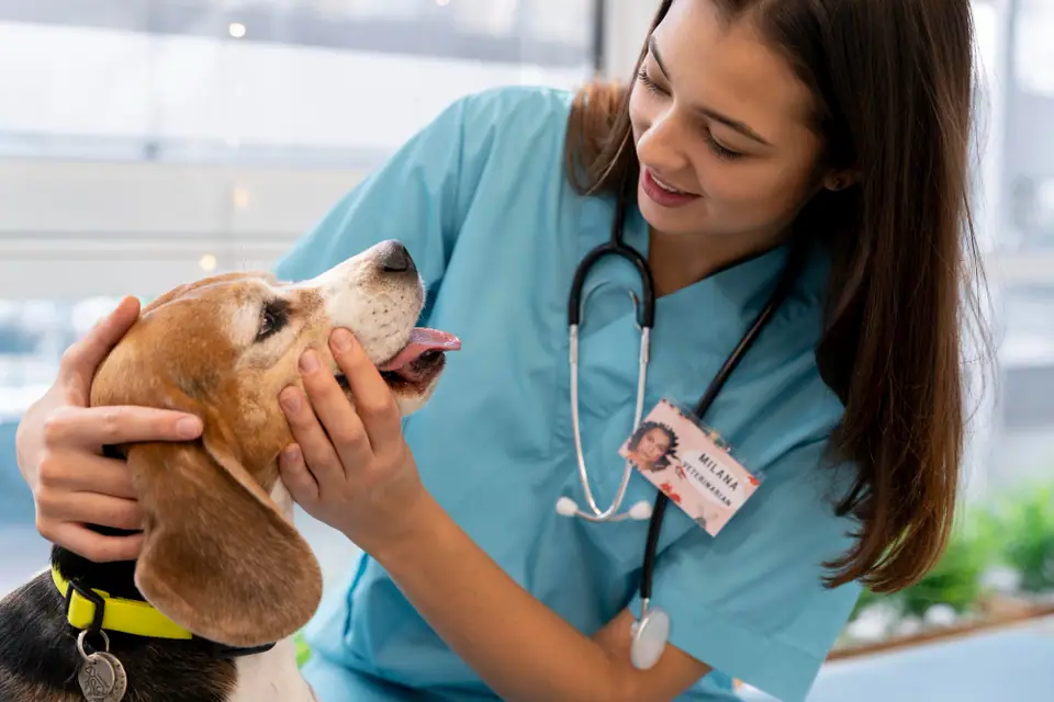 Vétérinaire examinant un chien calme sur une table de consultation dans une clinique française