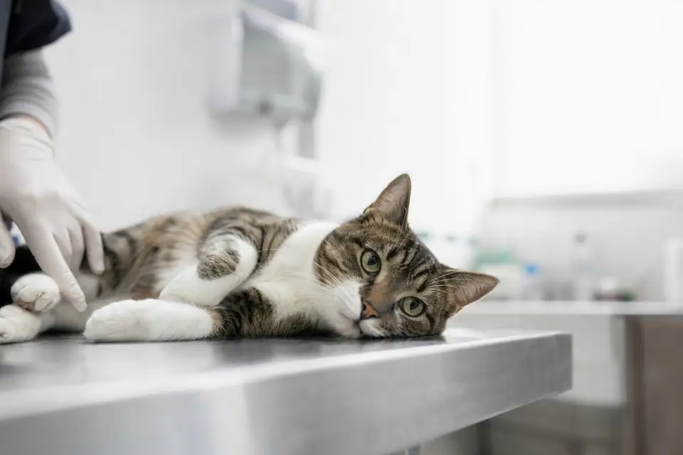 Chat calme allongé sur une table d’examen vétérinaire pendant une consultation