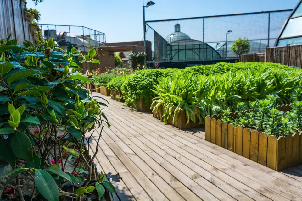 Petite cabane en bois dotée d’un toit plat végétalisé de sedums, entourée d’un jardin