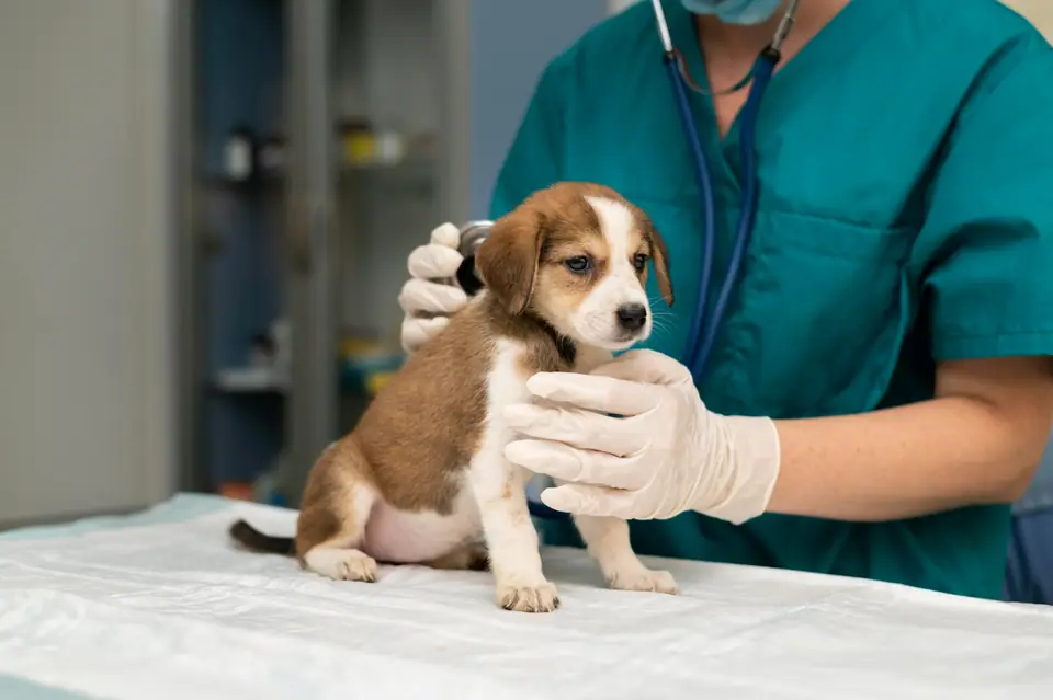 Vétérinaire examinant attentivement un chien sur une table de consultation dans une clinique